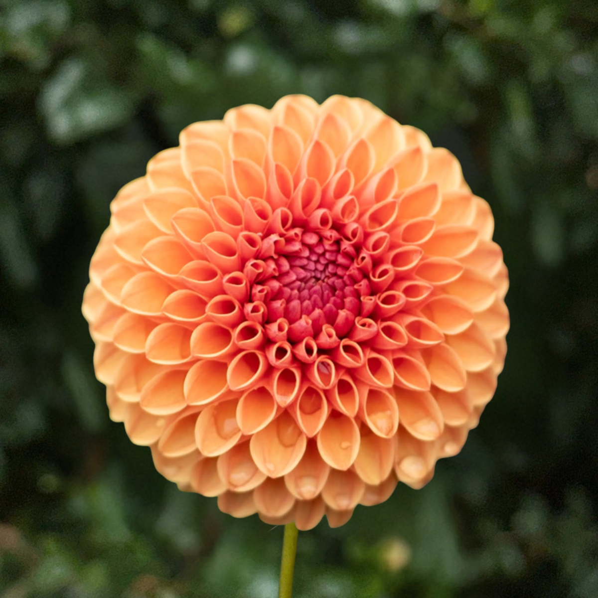 Levi's Fiery Plum Dahlia Tuber | South Africa