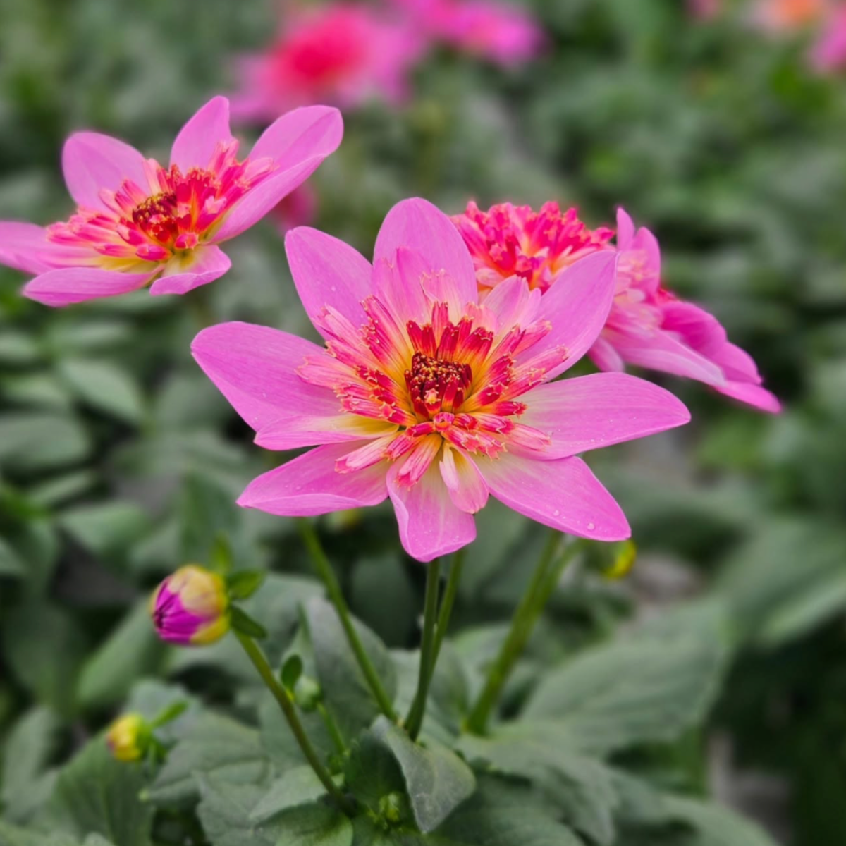 Maxi Starburst Pink Dahlia Tuber | South Africa