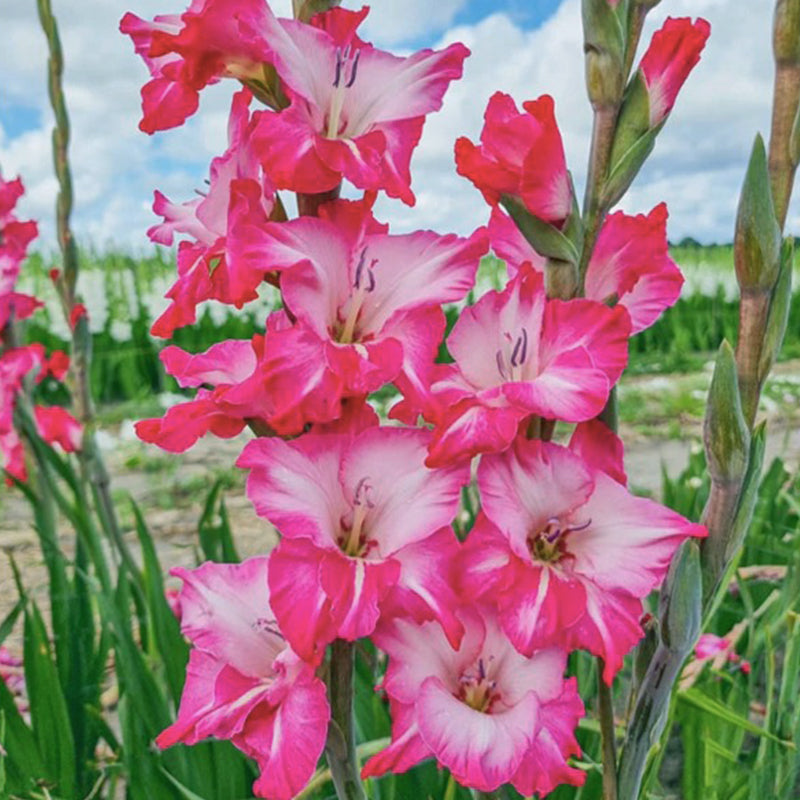 Gladiolus (Pack of 12) Sword Lily
