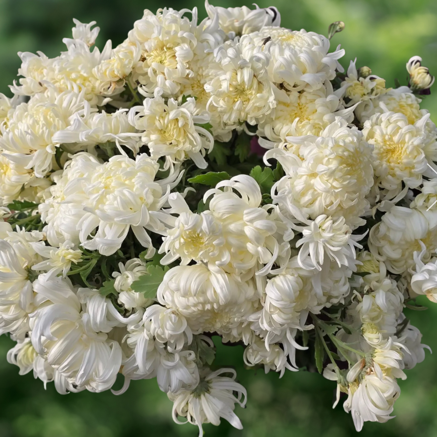 Mt. Shasta Heirloom Chrysanthemum (Available 2028)