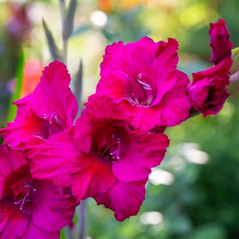 Gladiolus (Pack of 12) Sword Lily