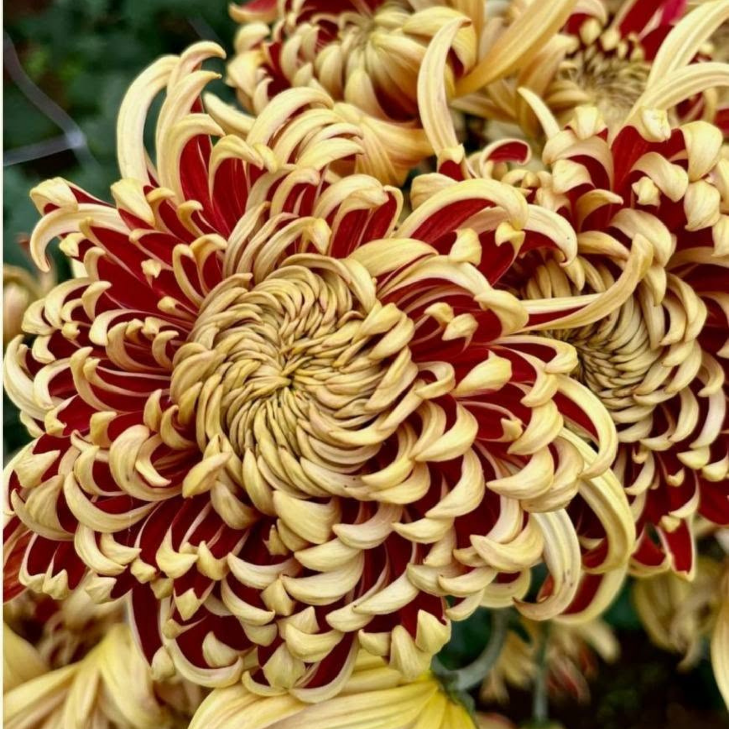 Nijin Bigo Heirloom Chrysanthemum (Available 2028)