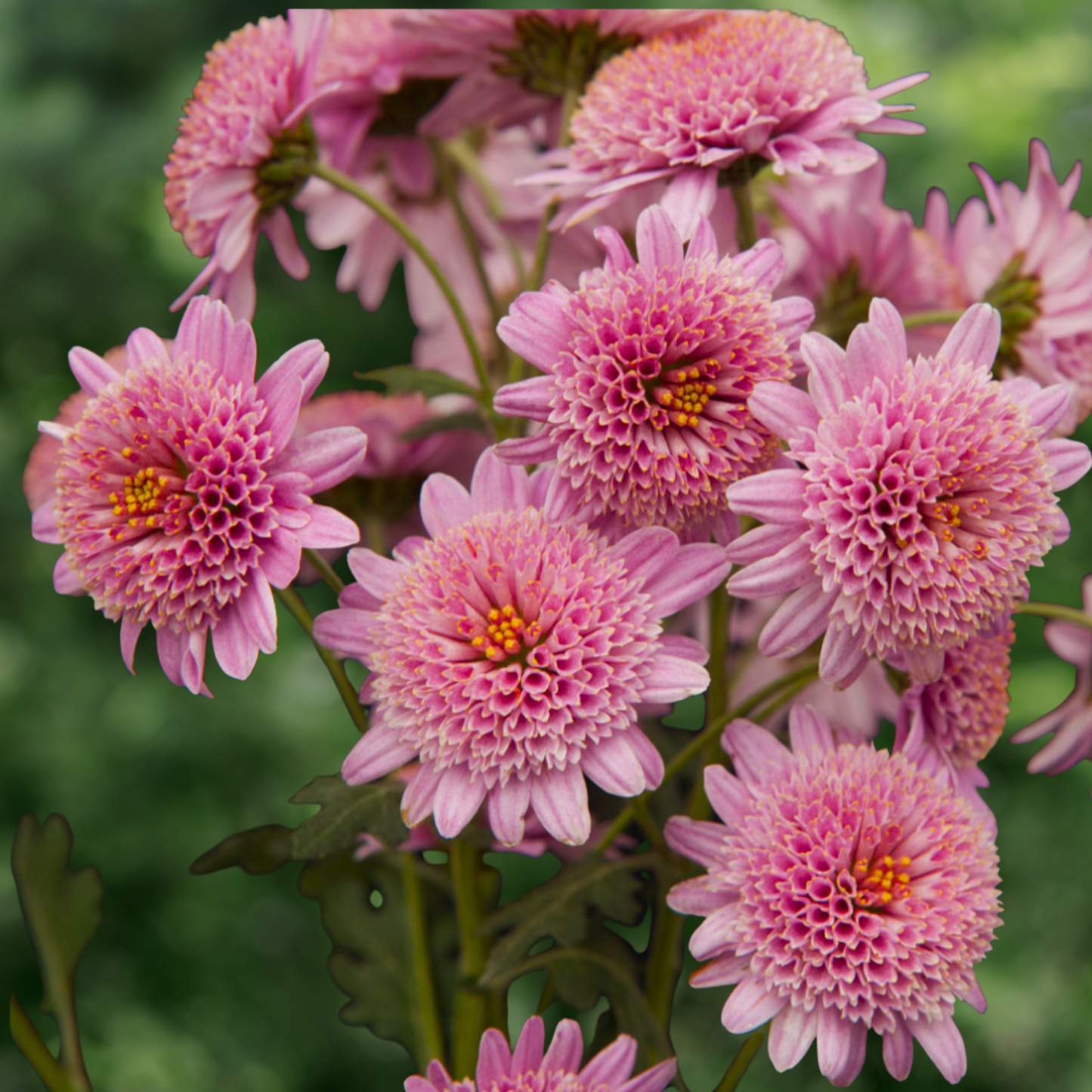 Pink Fleece Heirloom Chrysanthemum (Available 2028)