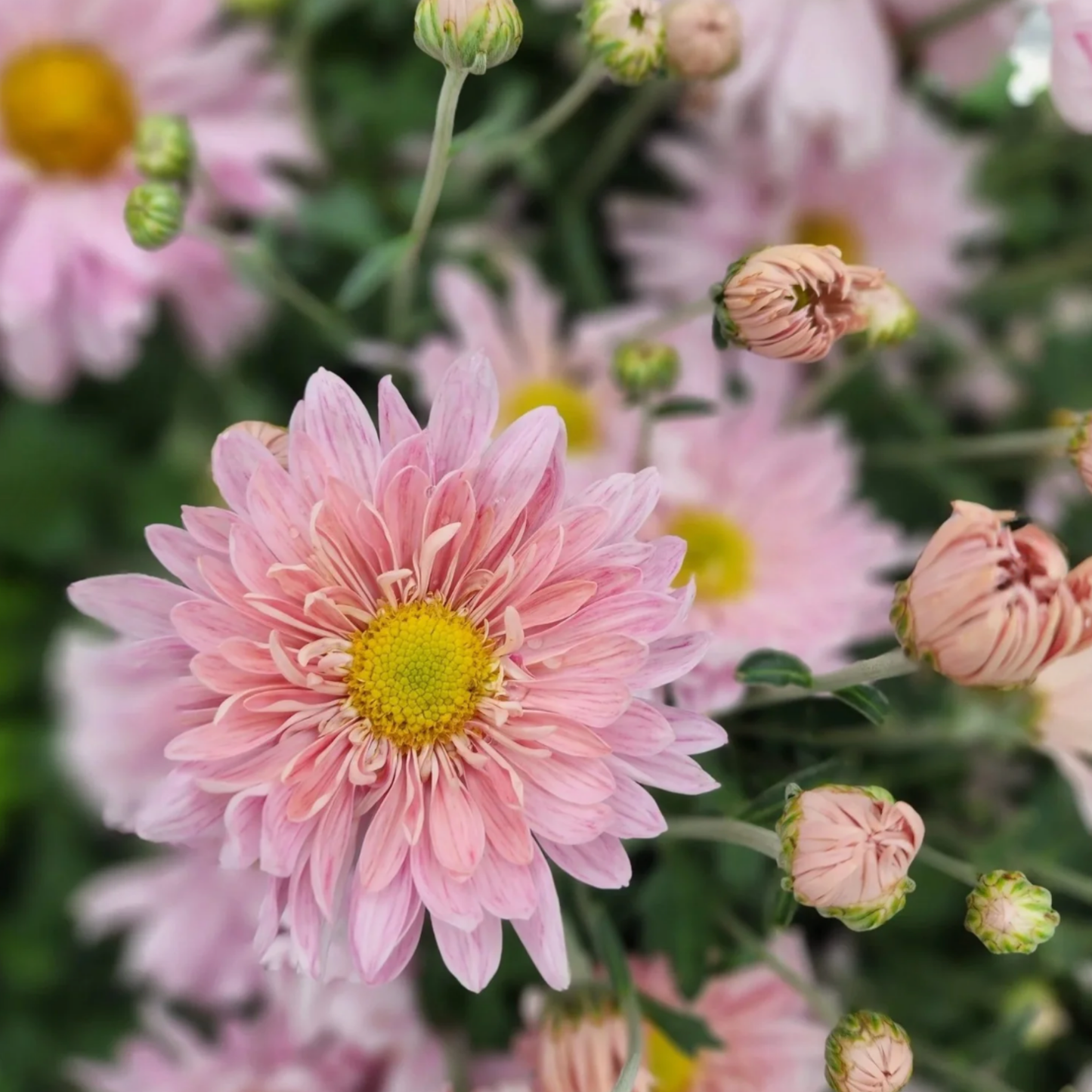 Prom Queen Heirloom Chrysanthemum (Available 2028)