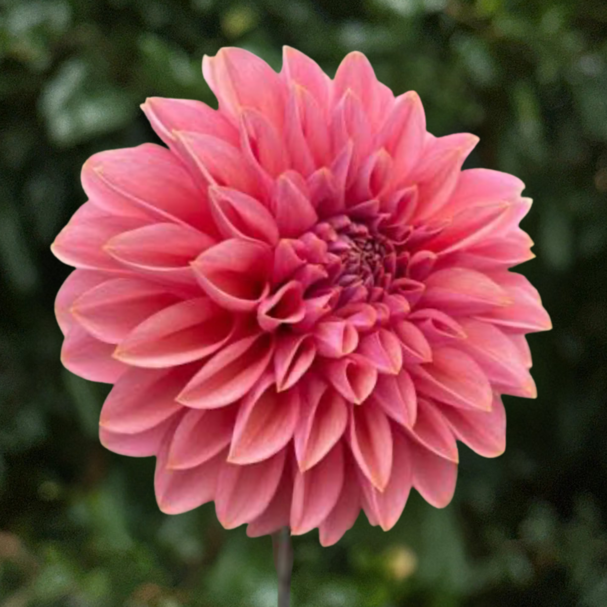 Roza Pantera Dahlia Tuber | South Africa