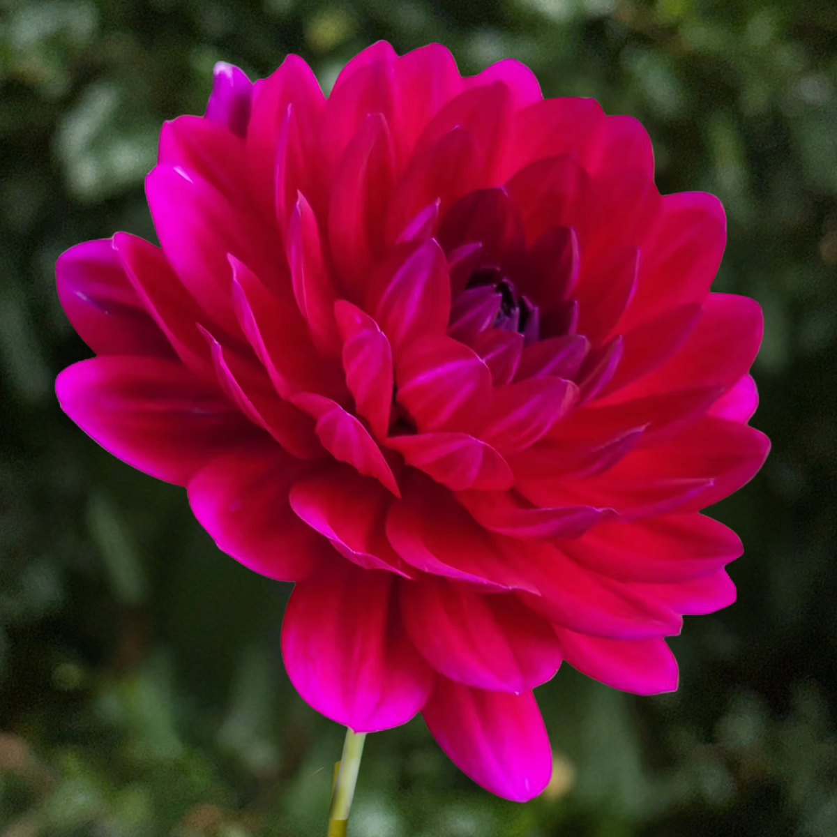 Sandia Claire Dahlia Tuber | South Africa