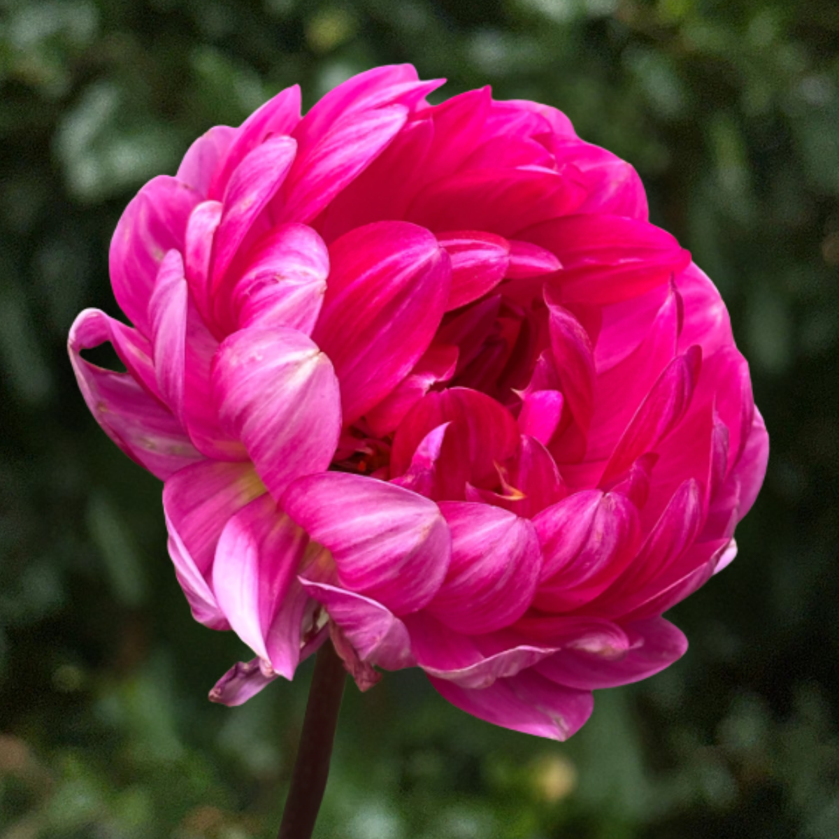 Sandia Lillian Dahlia Tuber | South Africa
