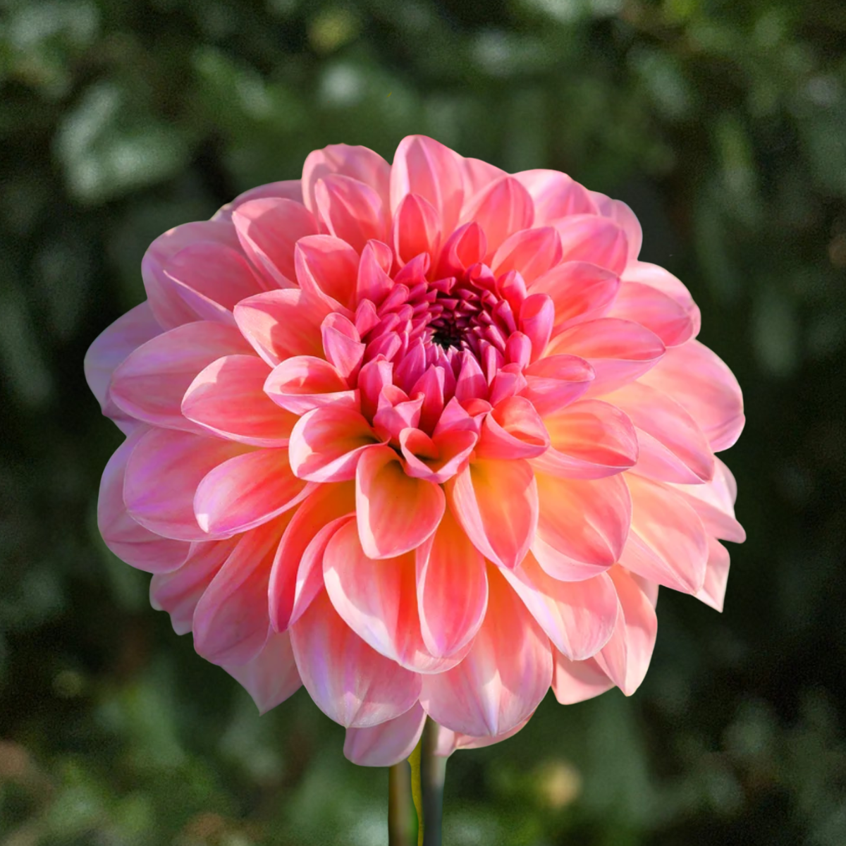 Sebastian Dahlia Tuber Dahlia Tuber | South Africa