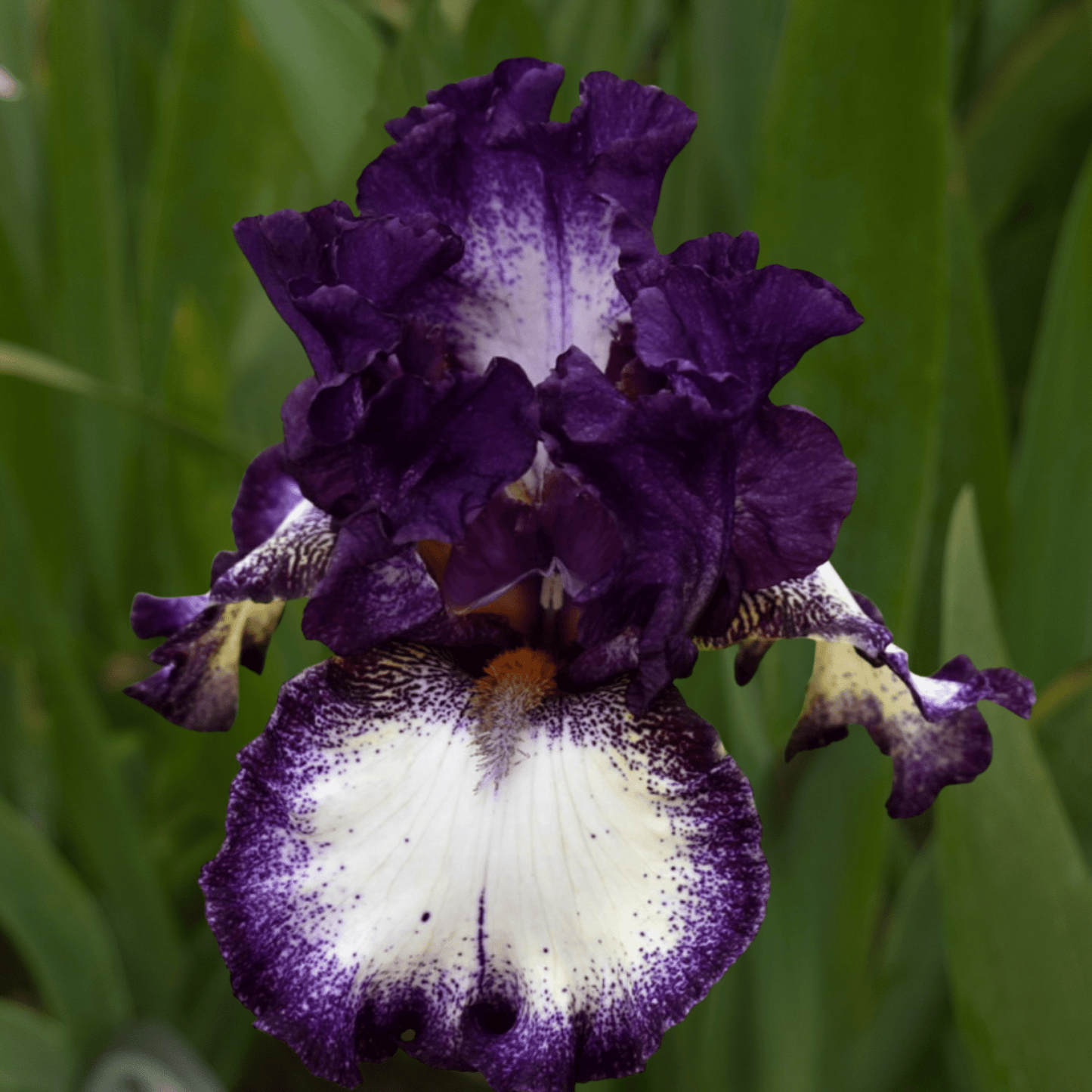 Admiral Nelson Bearded Iris (Coming in 2028) - Love Dahlias-south-africa-flower-bulbs