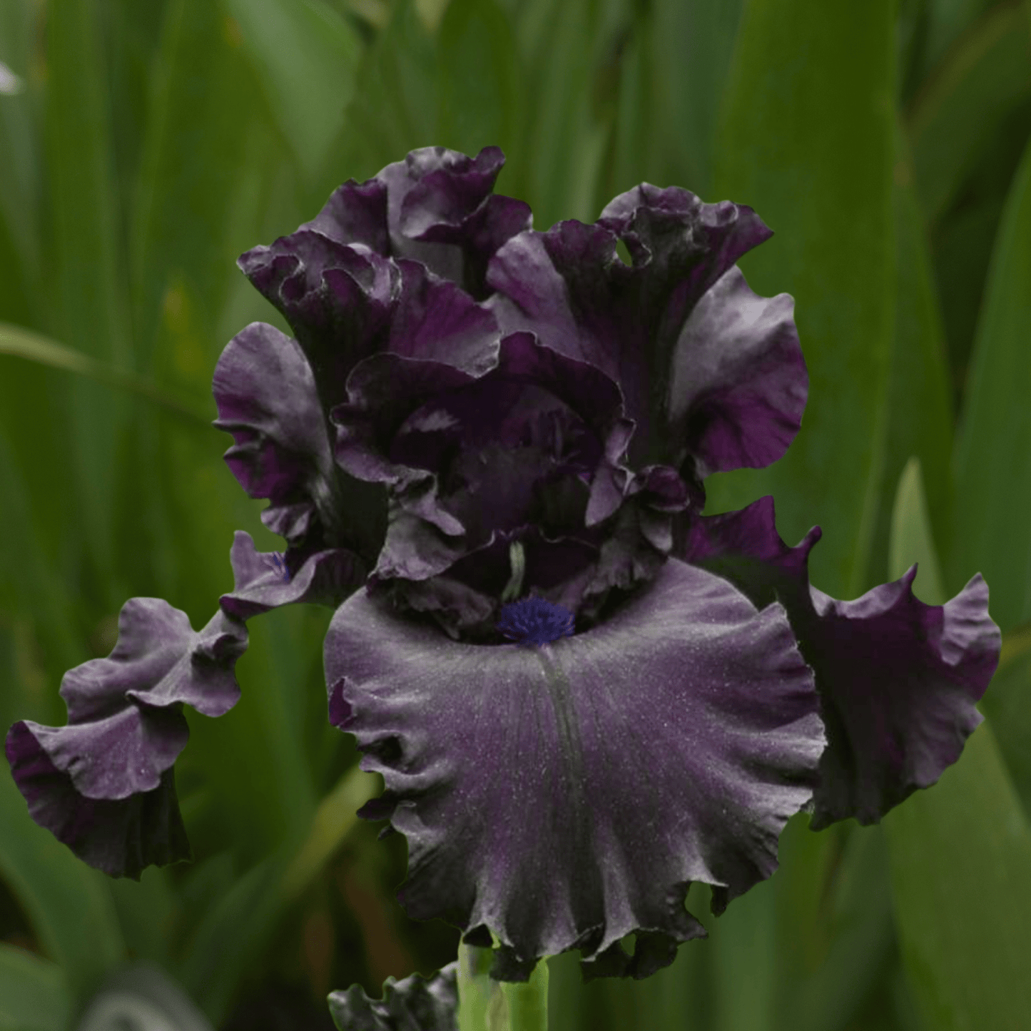 All Night Long Bearded Iris (Coming in 2028) - Love Dahlias-south-africa-flower-bulbs