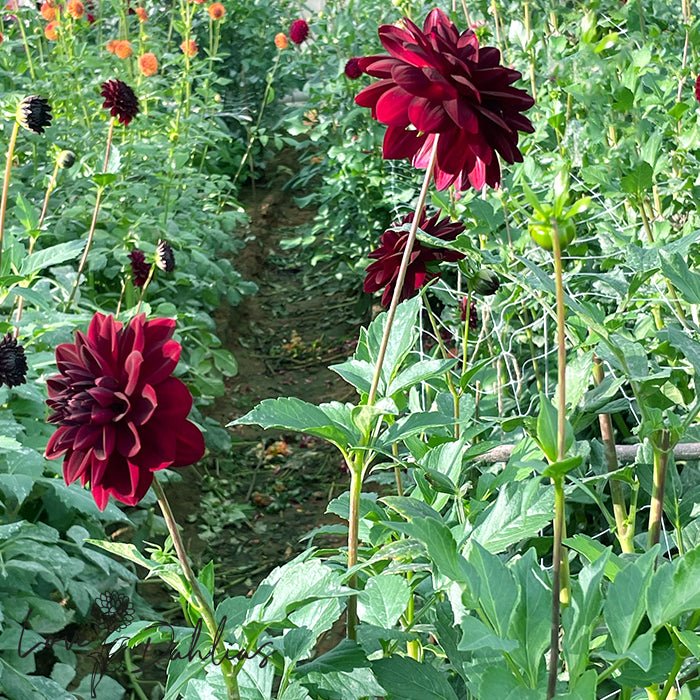 Arabian Night Dahlia Tuber - Love Dahlias - south - africa - flower - bulbs