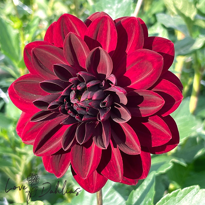 Love Dahlias Dahlia Tubers Bulbs South Africa Arabian Night