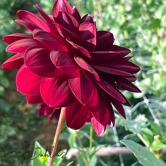 Love Dahlias Dahlia Tubers Bulbs South Africa Arabian Night
