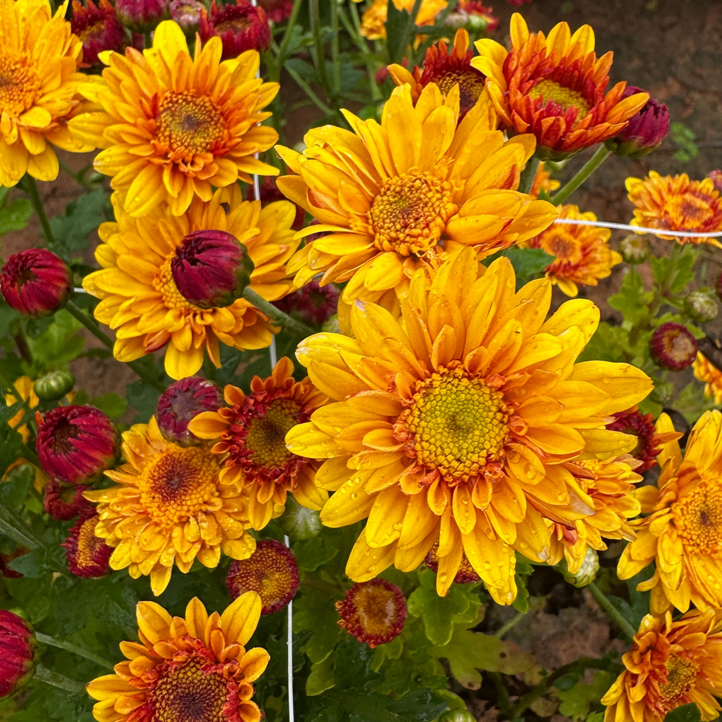 Autumn Sunshine Heirloom Chrysanthemum | South Africa - Love Dahlias - south - africa - flower - bulbs