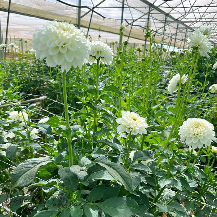 Bazuin Snow White Dahlia Tuber - Love Dahlias - south - africa - flower - bulbs
