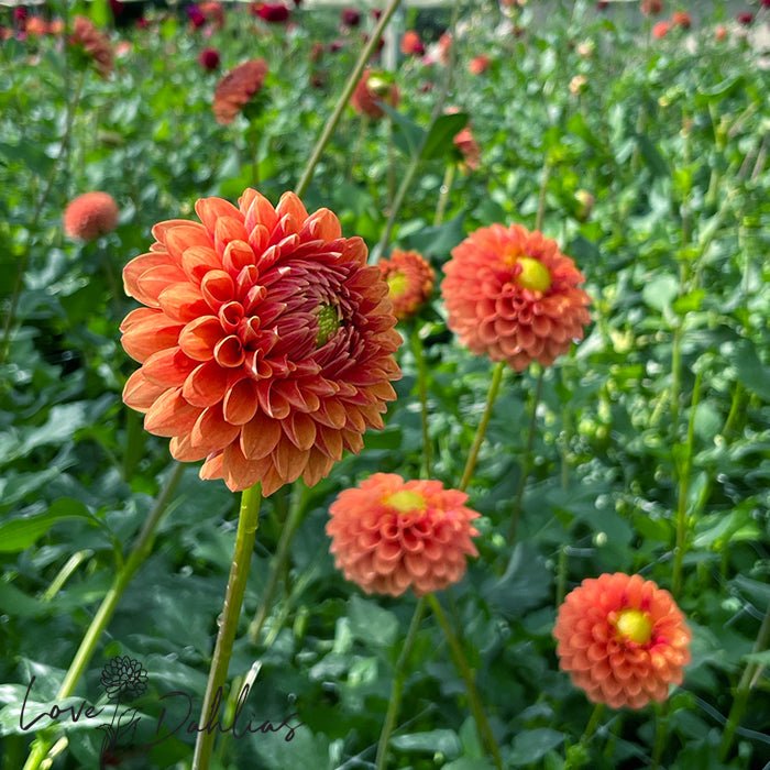 Beatrice Dahlia Tuber - Love Dahlias - south - africa - flower - bulbs
