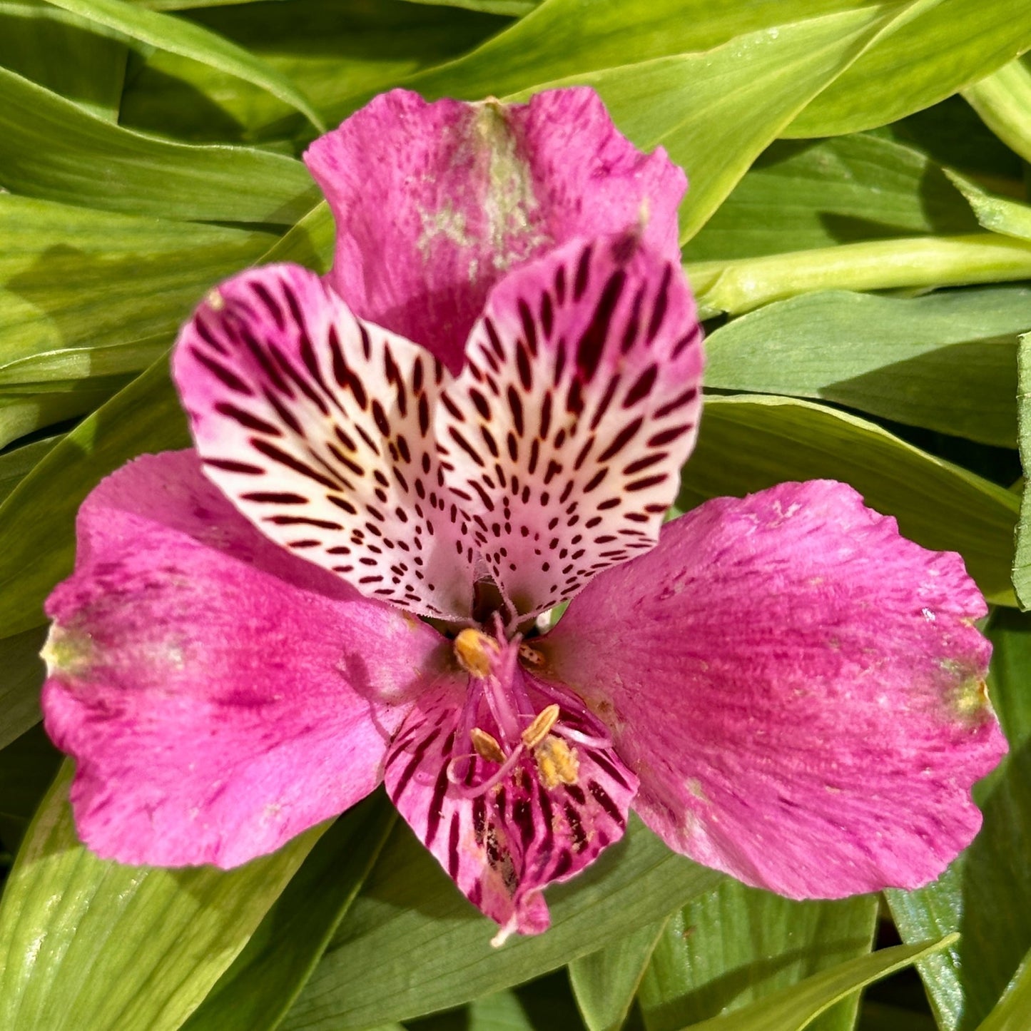 Berry Lips Alstroemeria Plant (Inca Lily) - Love Dahlias - south - africa - flower - bulbs