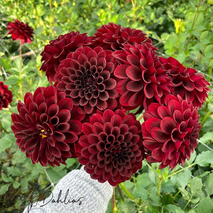 Black Diamond Dahlia Tuber - Love Dahlias - south - africa - flower - bulbs