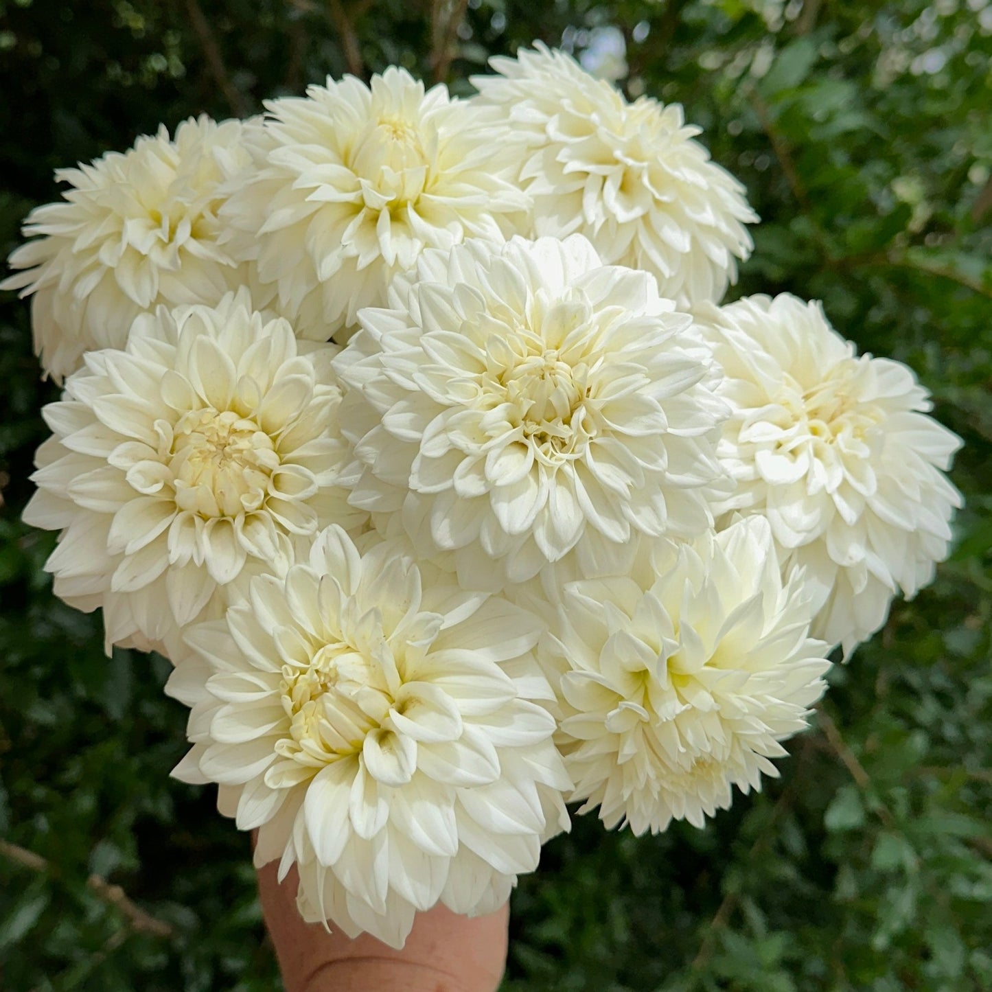 Blizzard Dahlia (Limit 1 p.p) - Love Dahlias - south - africa - flower - bulbs