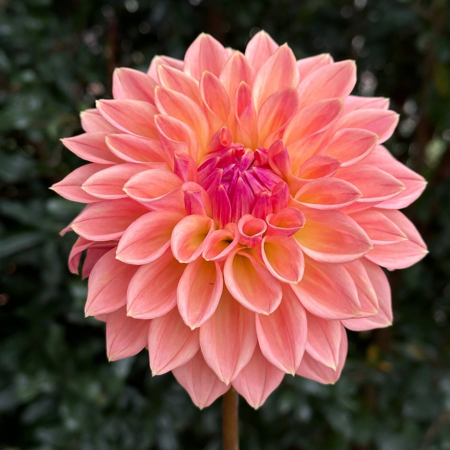 Bloomquist Alan Dahlia (Limit 1 p.p) - Love Dahlias - south - africa - flower - bulbs