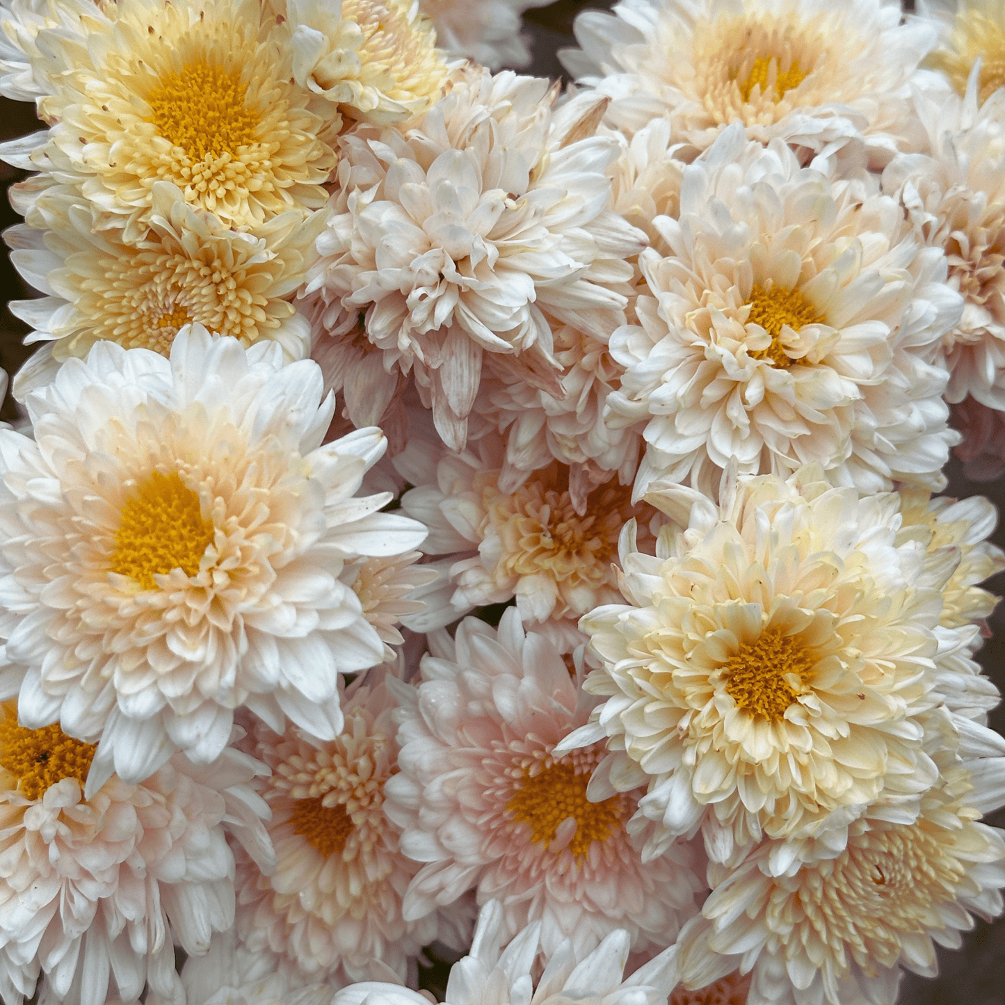 Blush Beauty Heirloom Chrysanthemum | South Africa - Love Dahlias - south - africa - flower - bulbs