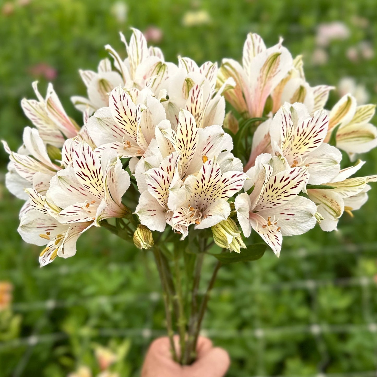 Blush Tiger Alstroemeria Plant (Inca Lily) - Love Dahlias - south - africa - flower - bulbs