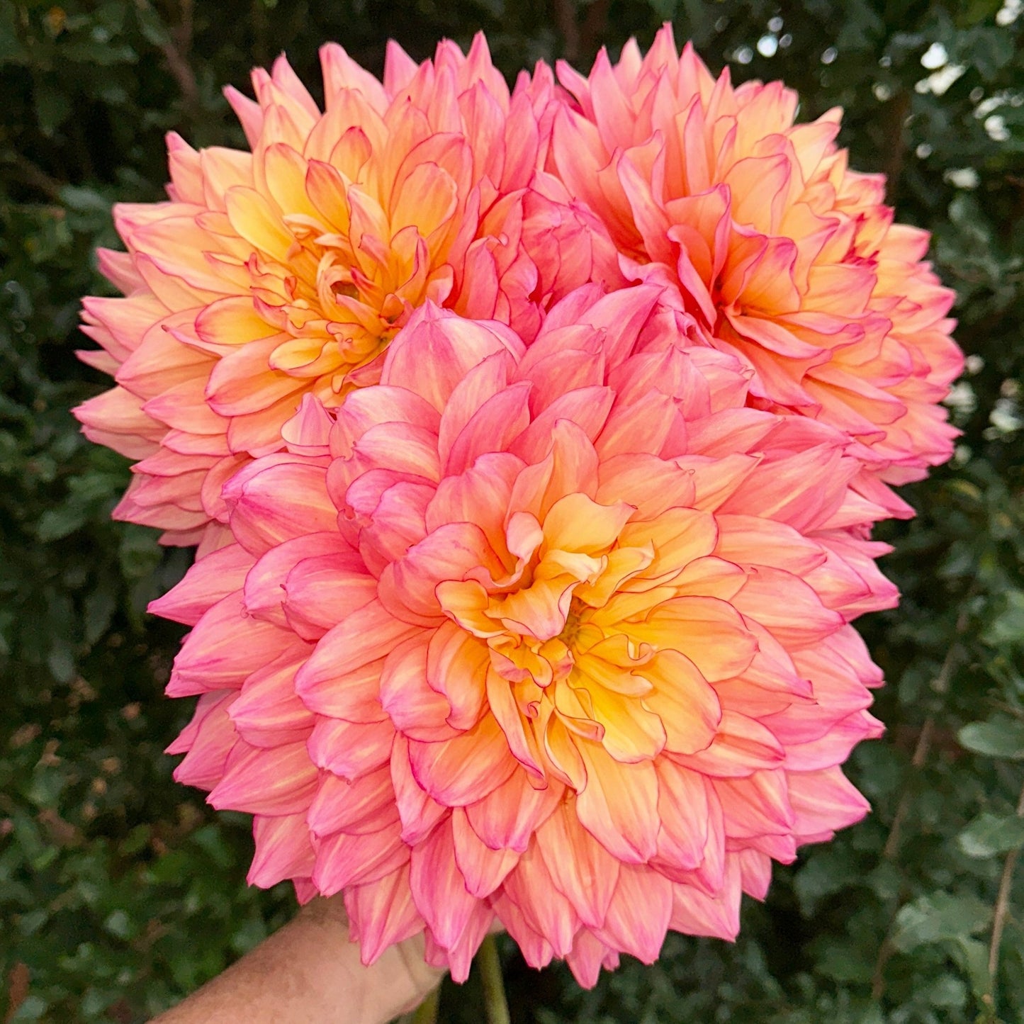 Bubbling Over Dahlia (Limit 1 p.p) - Love Dahlias - south - africa - flower - bulbs