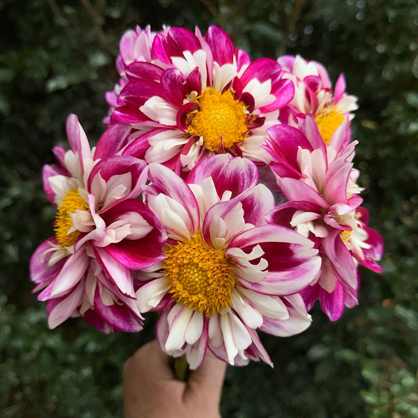 Bumble Rumble Dahlia Tuber - Love Dahlias - south - africa - flower - bulbs