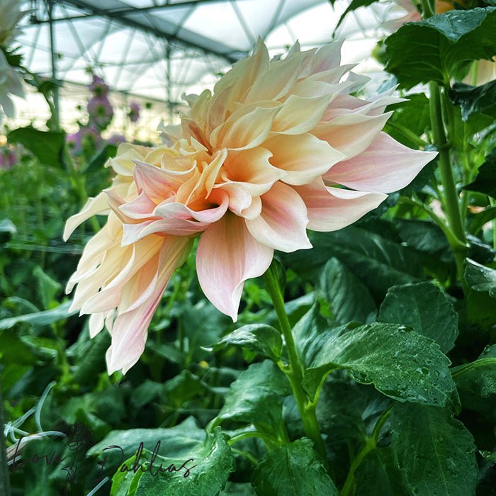 Cafe au Lait Dahlia Tuber - Love Dahlias - south - africa - flower - bulbs