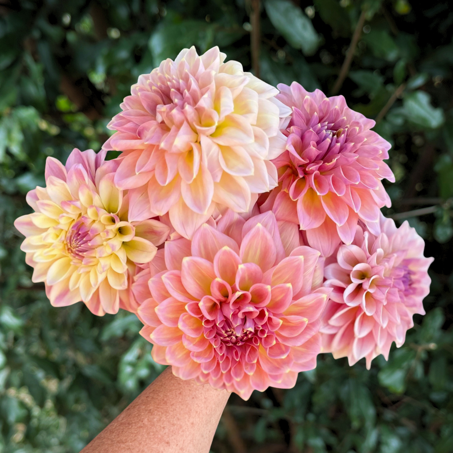 Castle Drive Dahlia Tuber | South Africa - Love Dahlias - south - africa - flower - bulbs