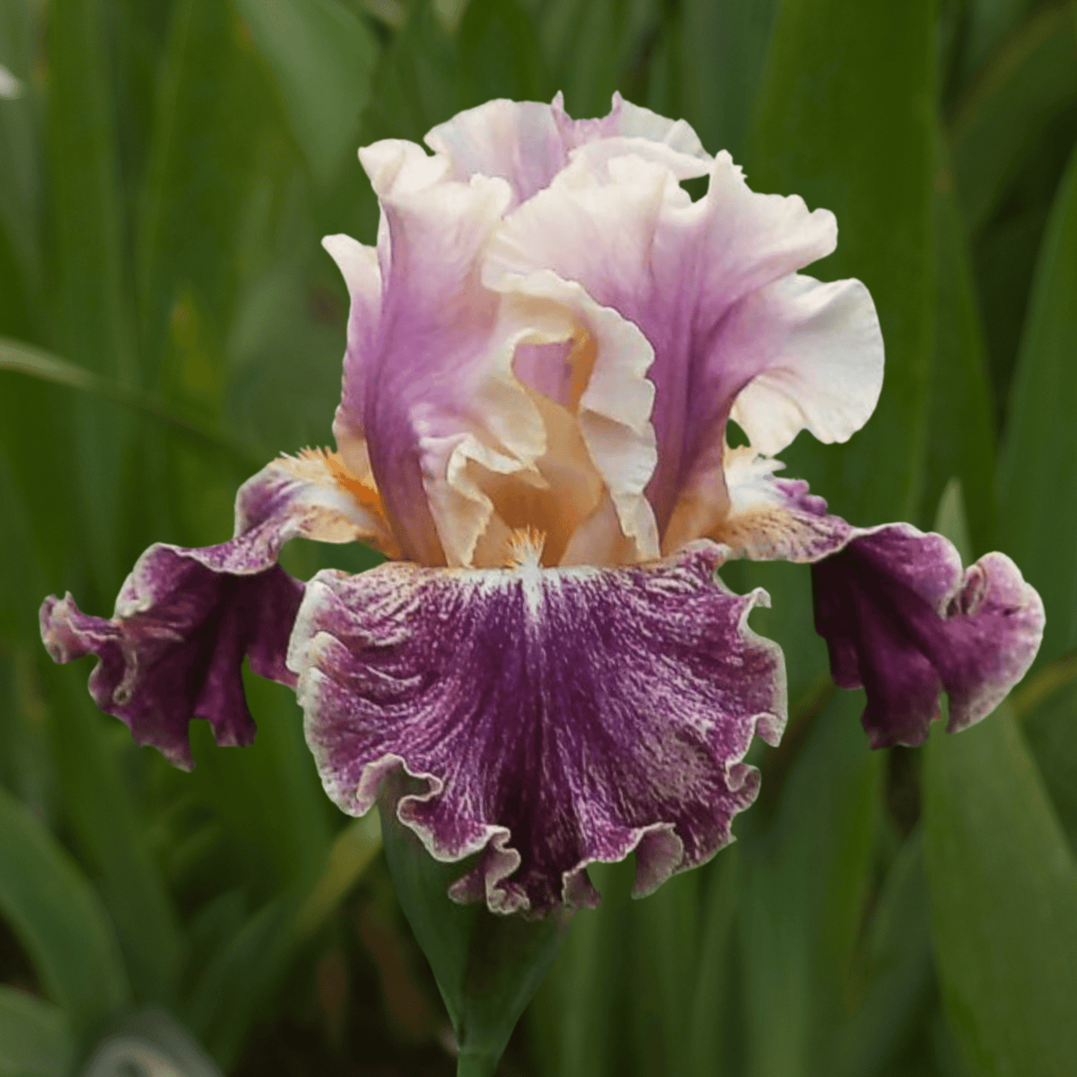 Celtic Tartan Bearded Iris (Coming in 2028) - Love Dahlias-south-africa-flower-bulbs