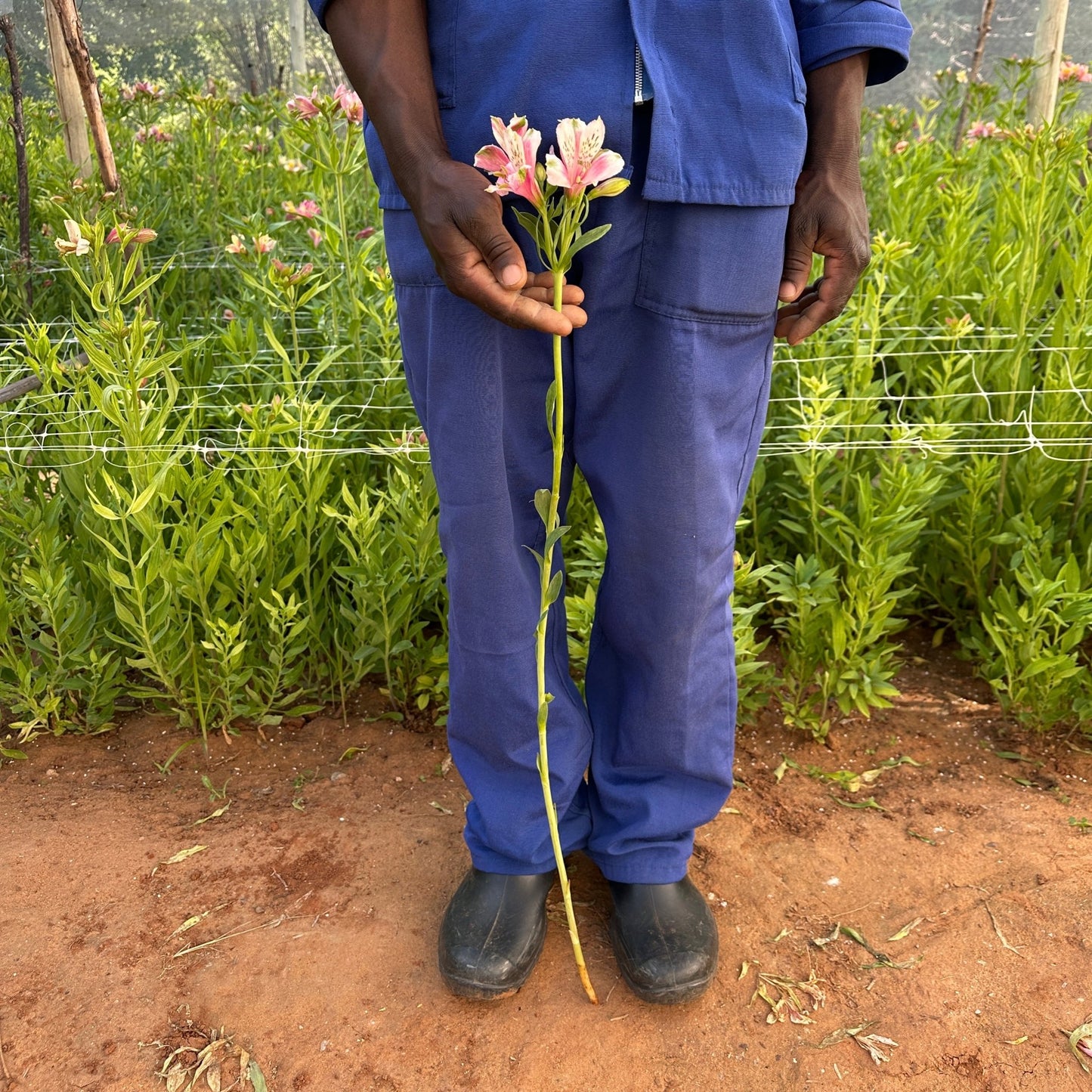 Cheeky Alstroemeria Plant (Inca Lily) - Love Dahlias - south - africa - flower - bulbs