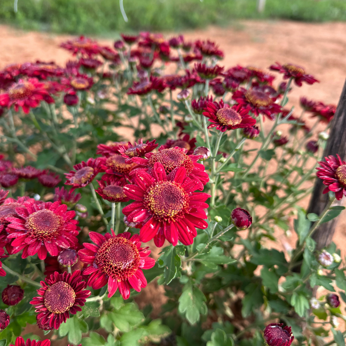 Cherry Pie Heirloom Chrysanthemum | South Africa - Love Dahlias - south - africa - flower - bulbs