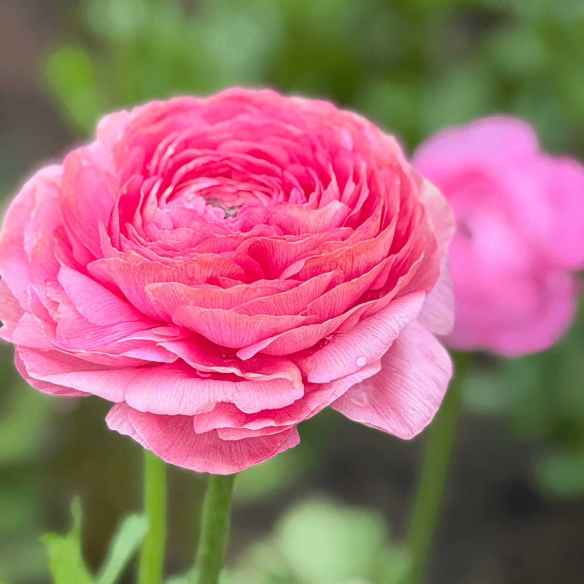Coral Crush Elegantly Double Ranunculus Mix – 10 Corms - Love Dahlias-#south#-#africa#-#flower#-#bulbs#