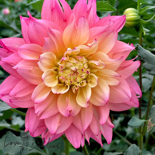 Love Dahlias Dahlia Tubers Bulbs South Africa Dumpster