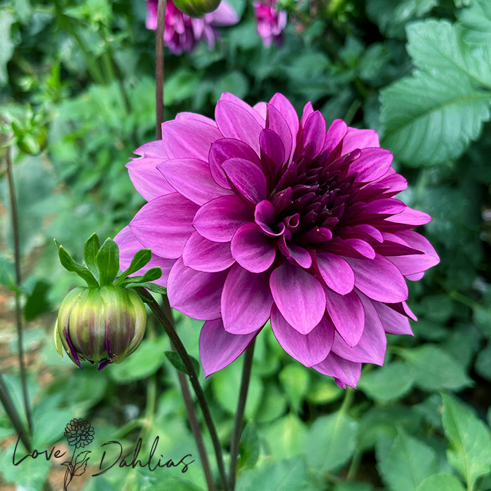 Love Dahlias Dahlia Tubers Bulbs South Africa Blue Bell
