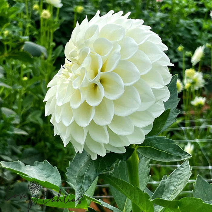Love Dahlias Dahlia Tubers Bulbs South Africa