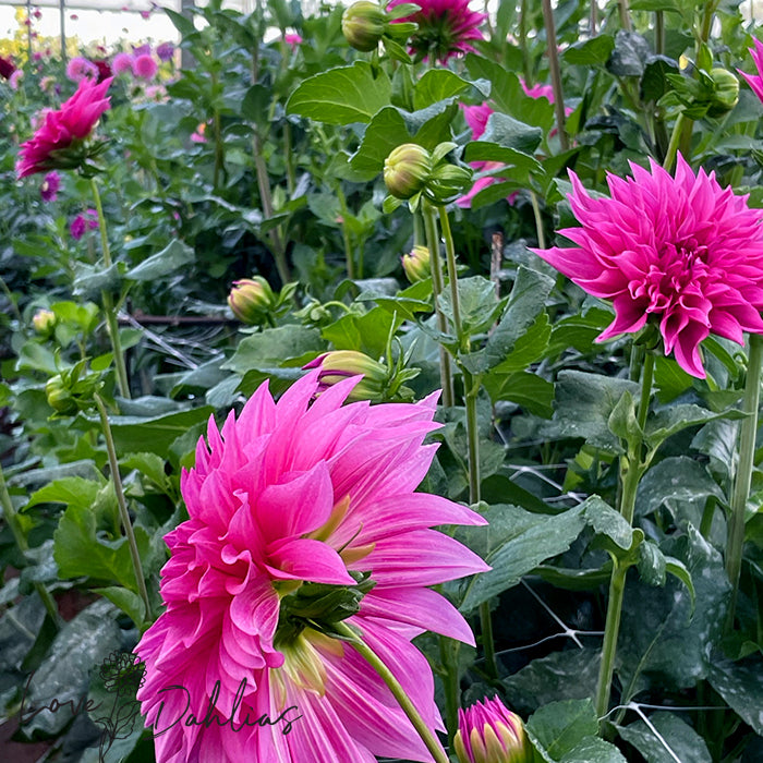 Love Dahlias Dahlia Tubers Bulbs South Africa Cafe au Lait Rose
