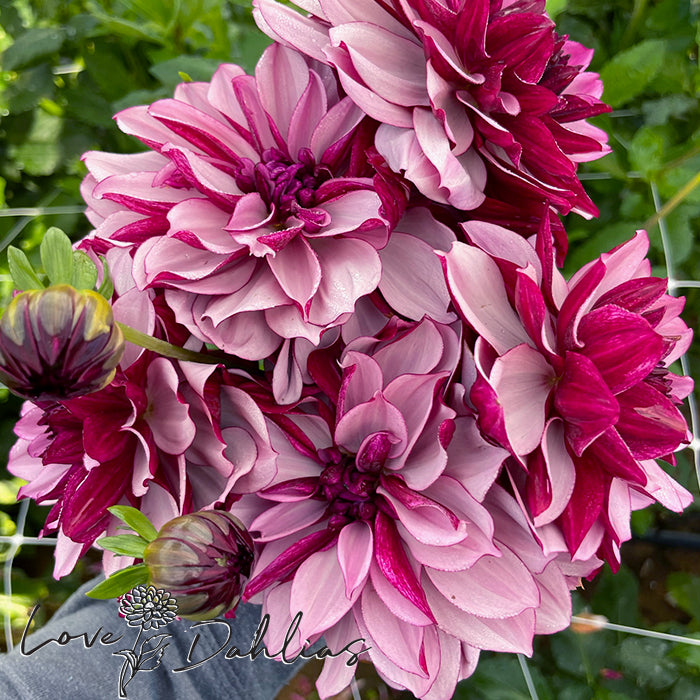 Love Dahlias Dahlia Tubers Bulbs South Africa Crème de Cassis