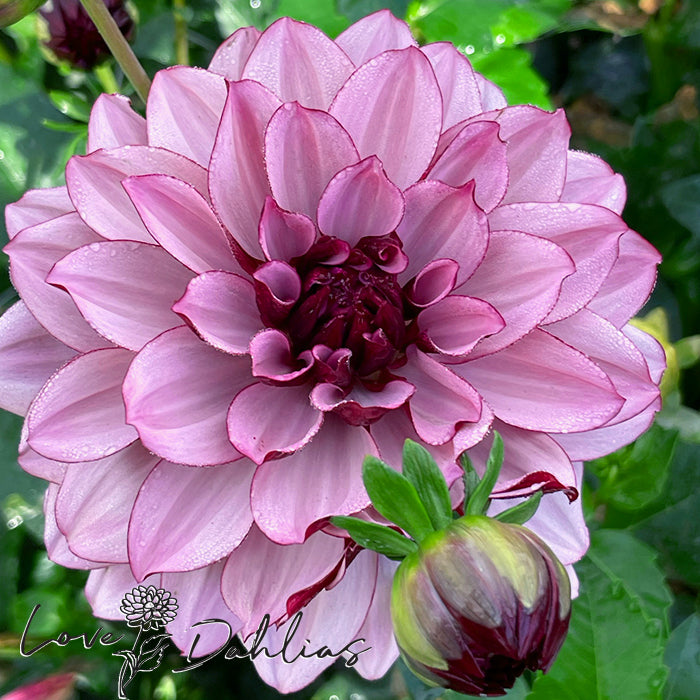 Love Dahlias Dahlia Tubers Bulbs South Africa Crème de Cassis