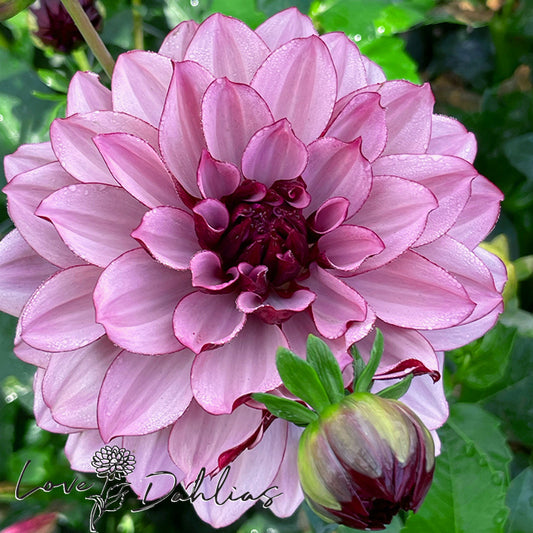 Love Dahlias Dahlia Tubers Bulbs South Africa Crème de Cassis