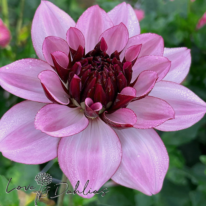 Love Dahlias Dahlia Tubers Bulbs South Africa Crème de Cassis