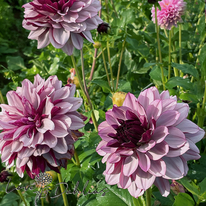 Love Dahlias Dahlia Tubers Bulbs South Africa Crème de Cassis