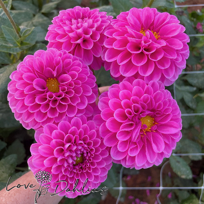 Love Dahlias Dahlia Tubers Bulbs South Africa Happy Hour