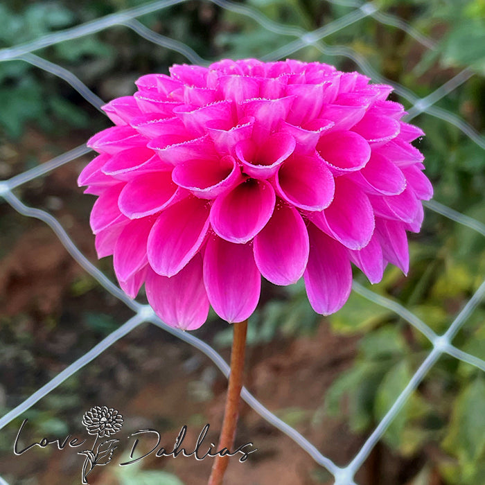 Love Dahlias Dahlia Tubers Bulbs South Africa Happy Hour