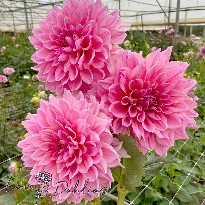 Love Dahlias Dahlia Tubers Bulbs South Africa Otto's Thrill