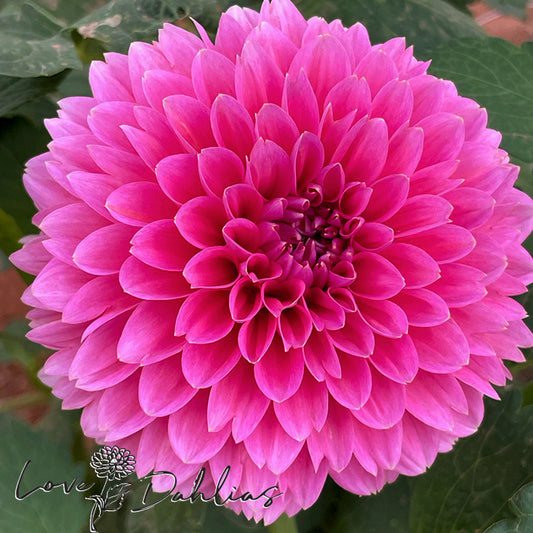 Love Dahlias Dahlia Tubers Bulbs South Africa Pink Runner