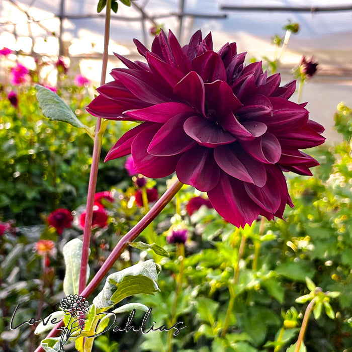 Love Dahlias Dahlia Tubers Bulbs South Africa Sam Hopkins