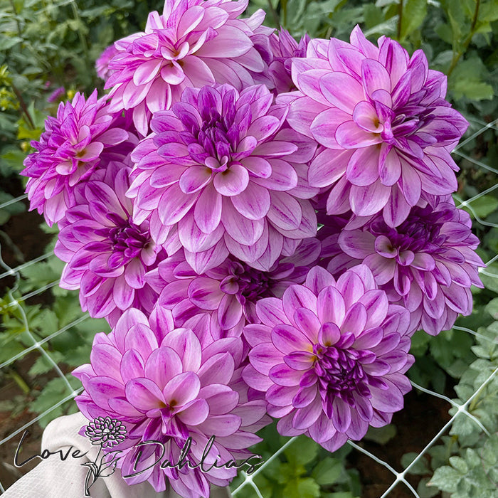 Love Dahlias Dahlia Tubers Bulbs South Africa Seduction