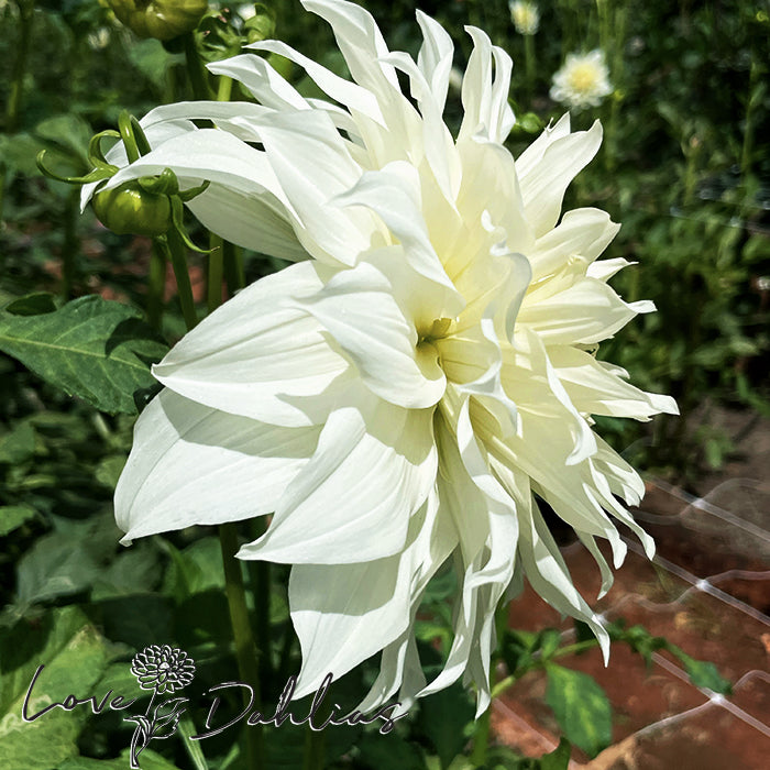 Love Dahlias Dahlia Tubers Bulbs South Africa Snowbound